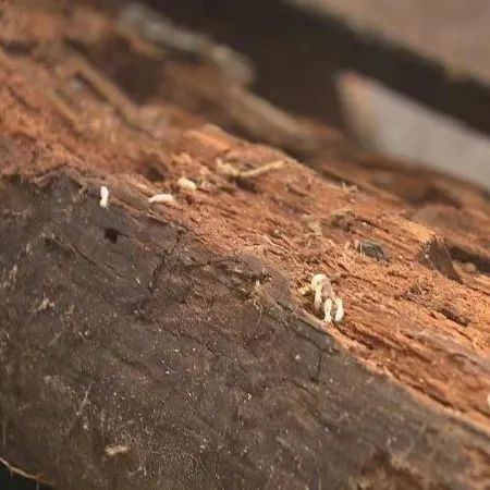 白蚁先头部队已到底层居民更要注意送上防治要点快收藏