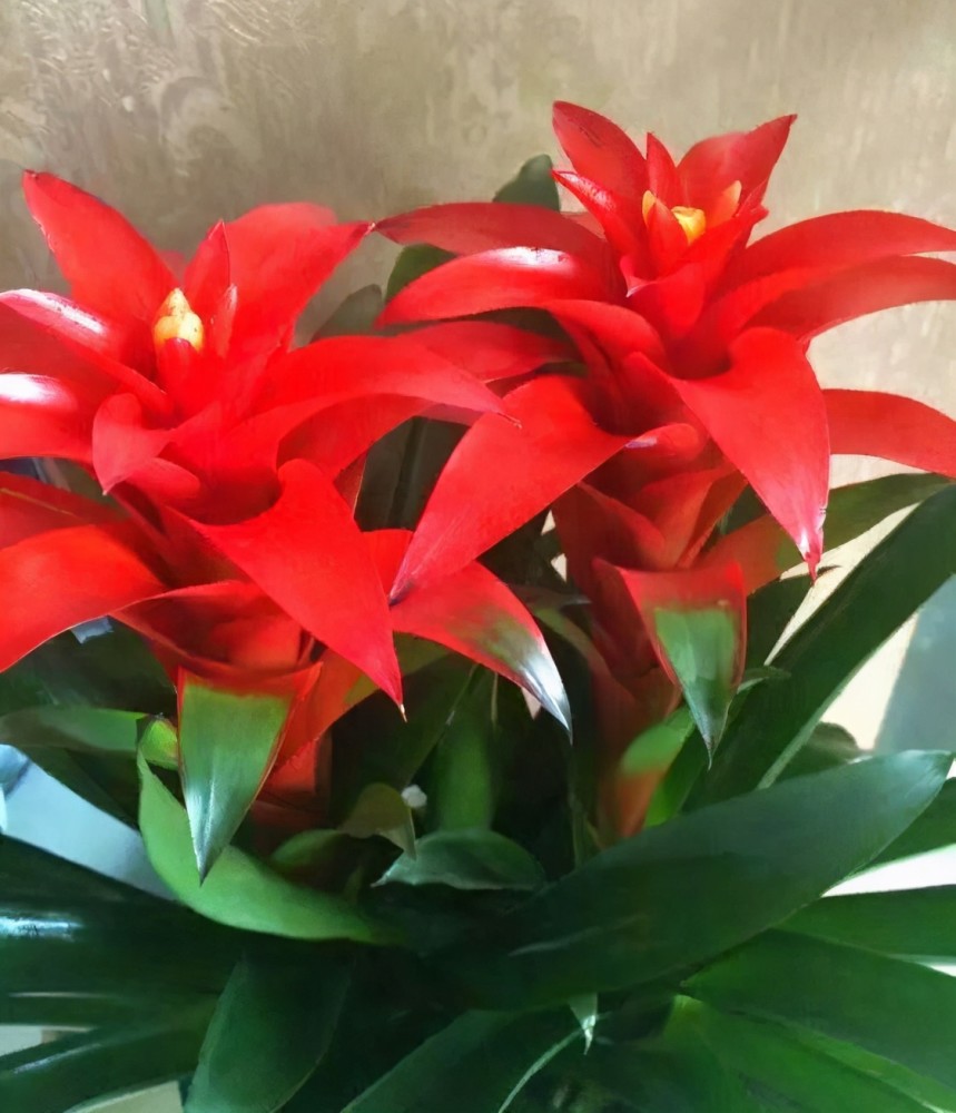 梓卿这个名字叫着就会给人一种此人很温柔的感觉,不会轻易发脾气,待人