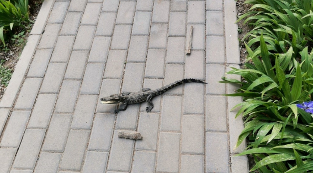 北京某小区惊现一条鳄鱼经鉴定为国家一级保护动物暹罗淡水鳄