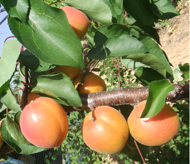 科技特派员在行动 | 肥城:三支科技服务队对症下药