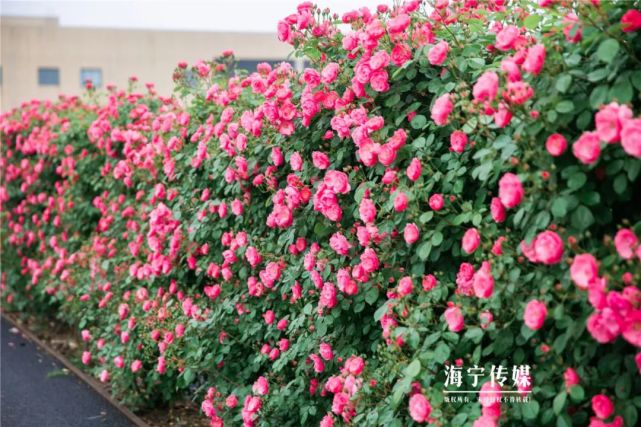赶紧去打卡|海宁国际花卉城|海宁市|世界花园
