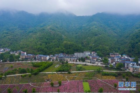 杭州临安：打造“人才引擎”赋能乡村振兴_腾讯新闻
