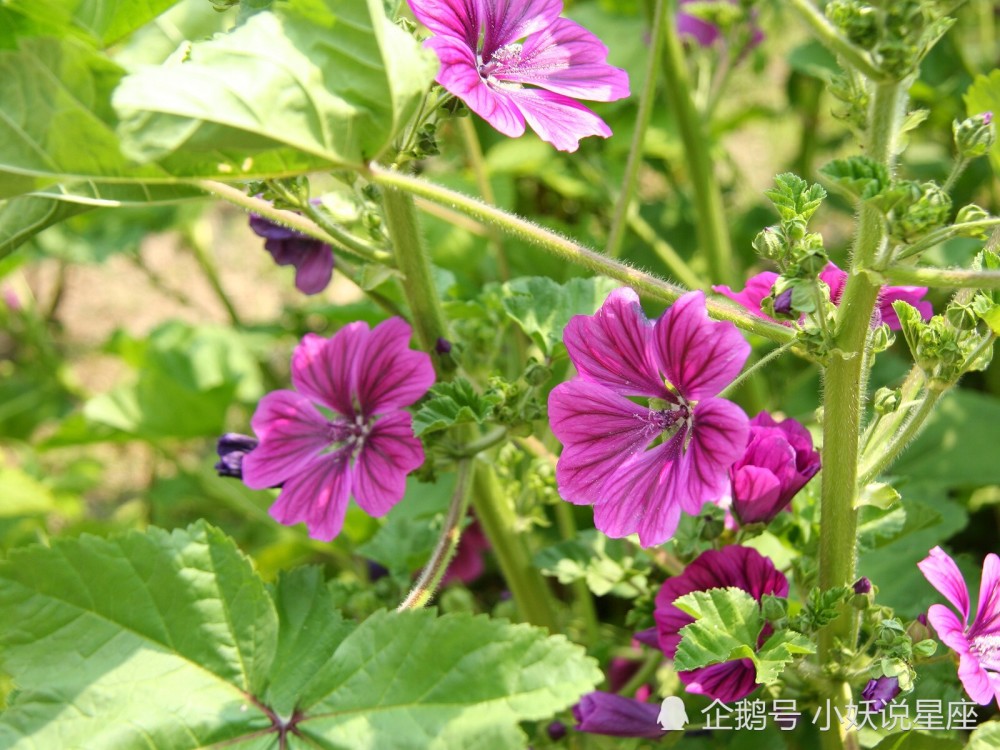 4月28日爱情运势 真爱相随 深情守护的四大星座 腾讯新闻