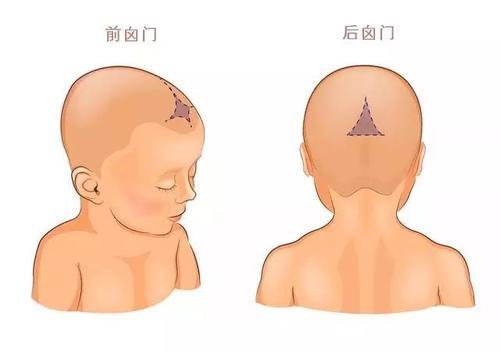 剛出生時,新生兒的頭部佔全身的三分之一,但是身長只有成人的二十分之