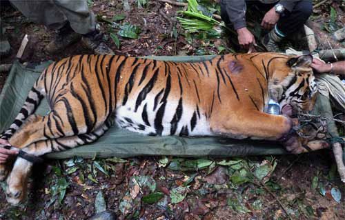 东北伤人虎定名完达山1号刚两岁就重450斤这虎还能放生吗