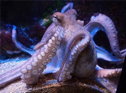 海底10000米有多么可怕?胆子大的潜水员看到都会害怕发抖