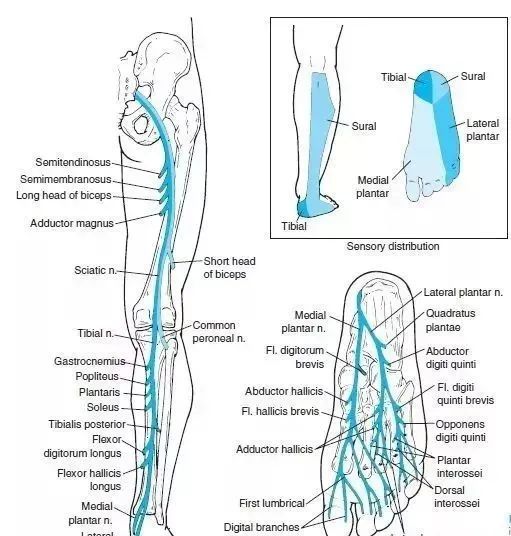 全身神經支配與分佈神經叢詳解神經鬆動術詳解