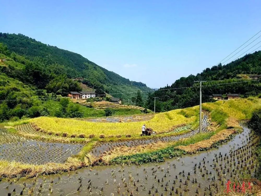 井冈山下的胚芽米耕耘者
