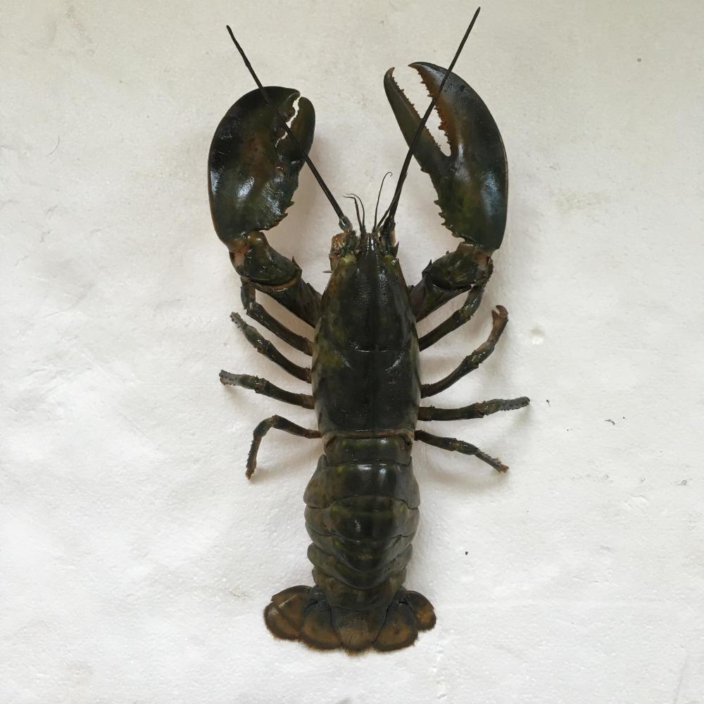 粤博的虾蟹市场来啦300余件化石标本揭开族群秘密