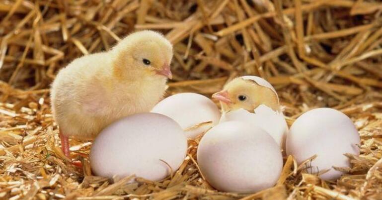 熟蛋能反生孵小鸡一个笑话式的校长表演