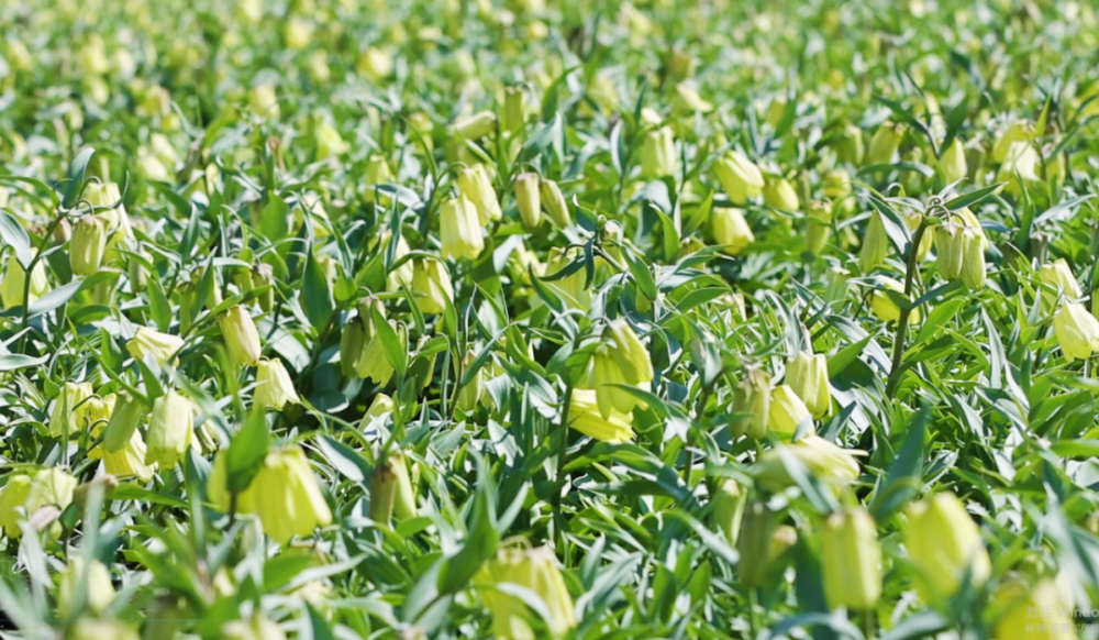 新疆巩留贝母花开漫山坡