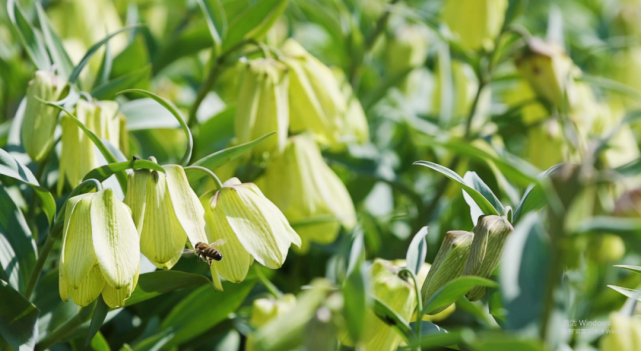 新疆巩留贝母花开漫山坡