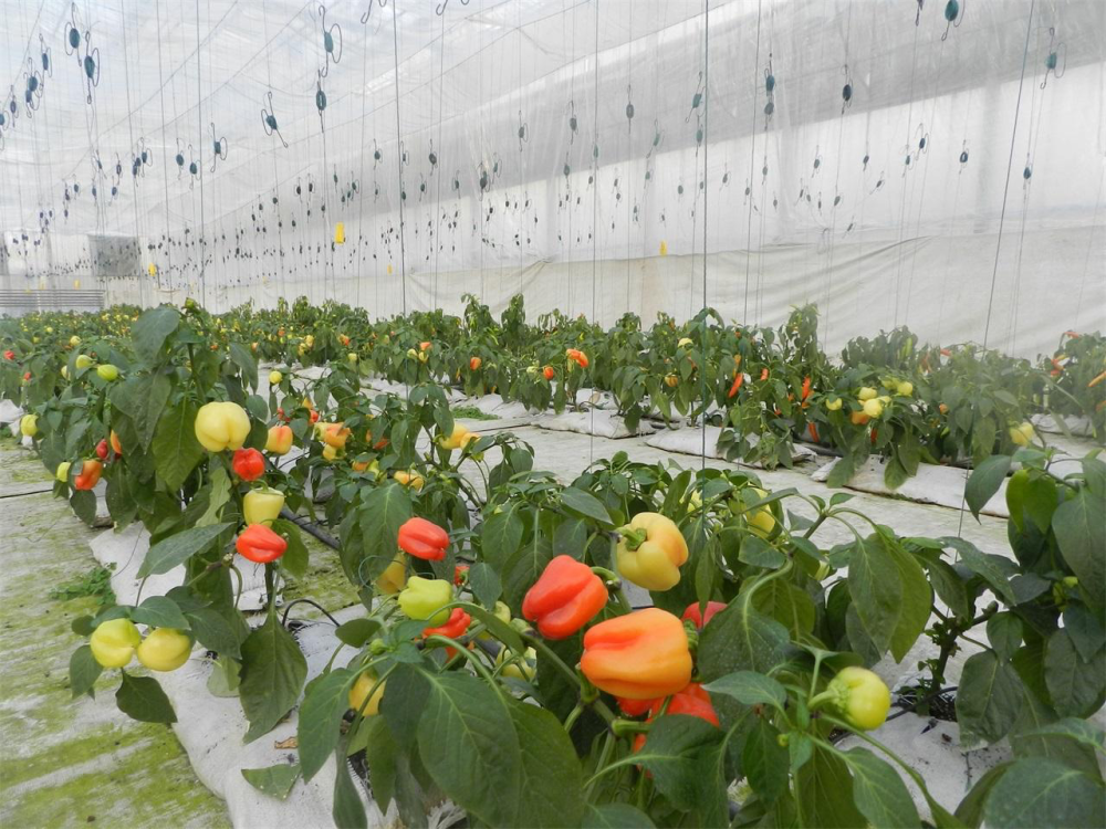 彩椒栽培管理技术_腾讯新闻