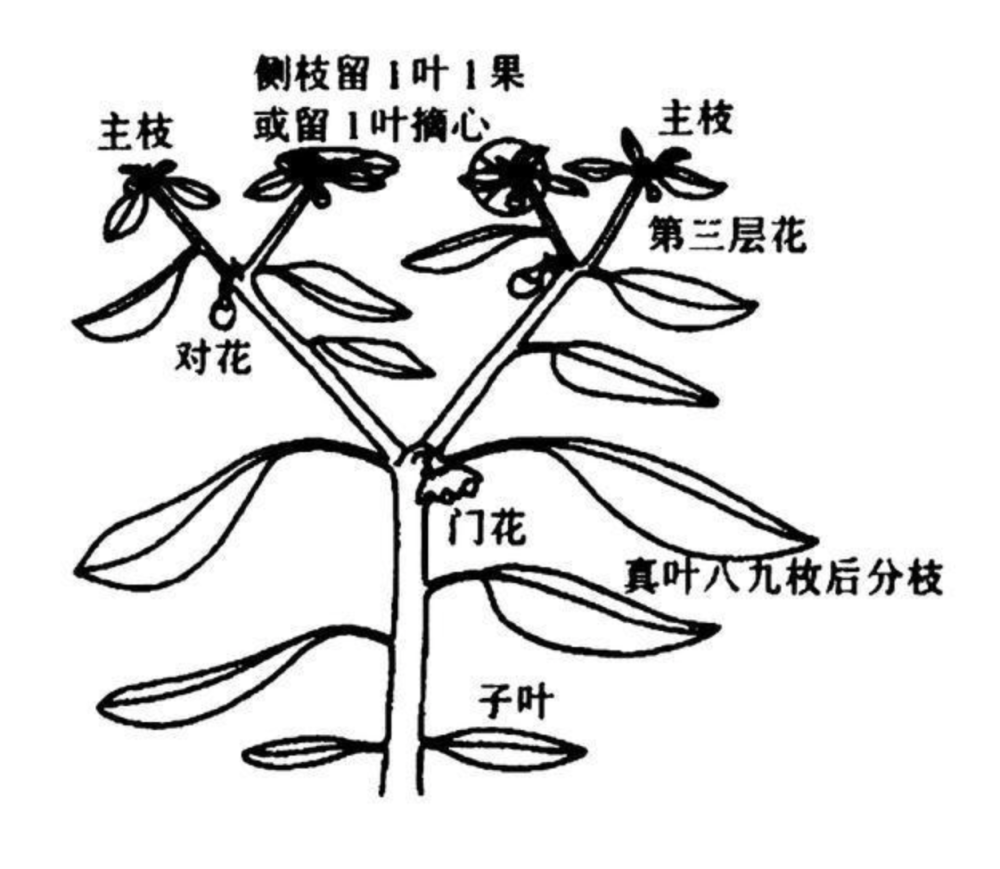辣椒树的简笔画图片