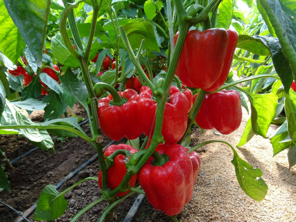 彩椒栽培管理技术