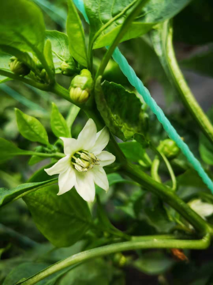 彩椒栽培管理技术