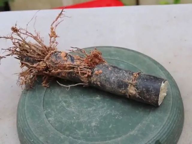 注意砖家用短视频教人种甘蔗新手蔗农被误导了可能损失惨重