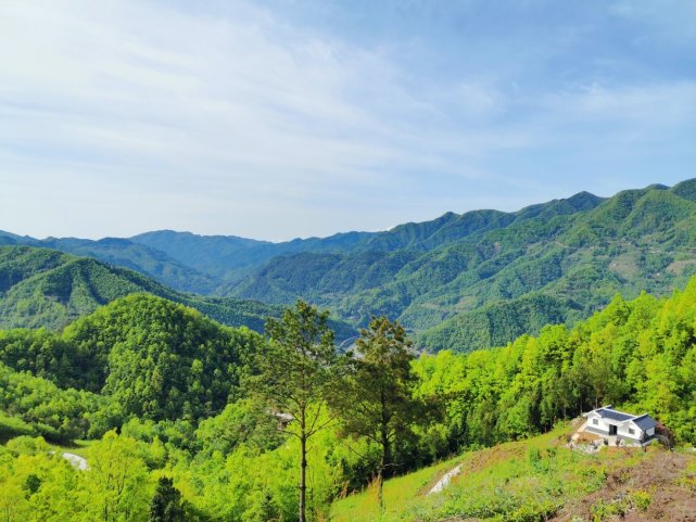 一片叶子富一方百姓,镇巴县花园社区唱响"长岭望月"金字招牌