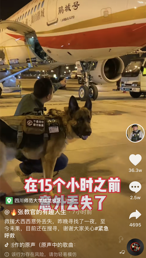 找到了成都失踪的救援犬西西已归家