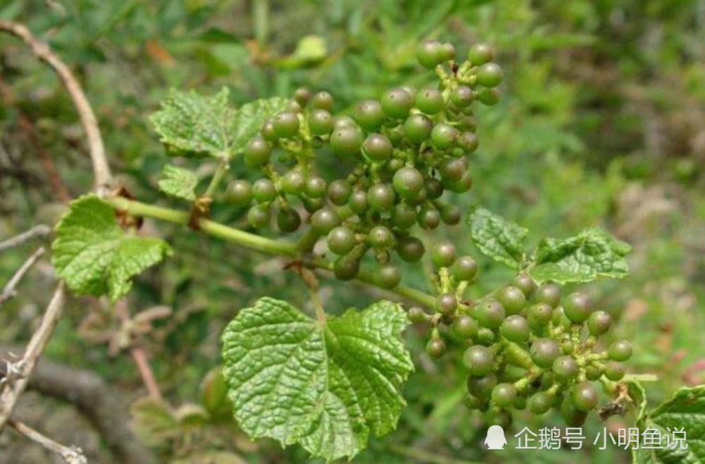 本土野葡萄有四十多個品種,其中毛葡萄,葛藟葡萄,蘡薁,這3種本土野