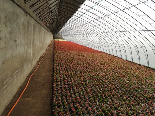 春暖花可期调兵山园林潜心育苗圃