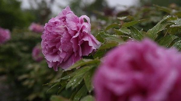 46秒丨东营垦利春雨如酒柳如烟雨中牡丹最娇艳
