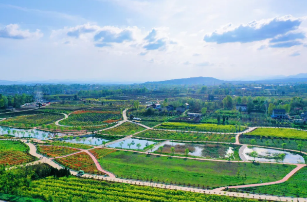 万株齐放郁见美好洛南锦绣大地百亩郁金香花开正浓