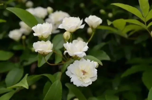 荼蘼花事了(开至荼蘼花事了)