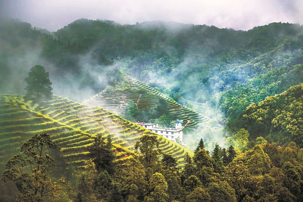 万亩茶田打造文创茶林综合生态园 做强"富民茶"产业_腾讯新闻