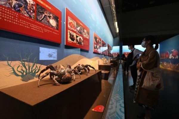 虾兵蟹将展亮相广东省博物馆