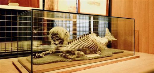 以及天和时代的"美人鱼标本",但同样是拒绝鉴定,对此,你怎么看