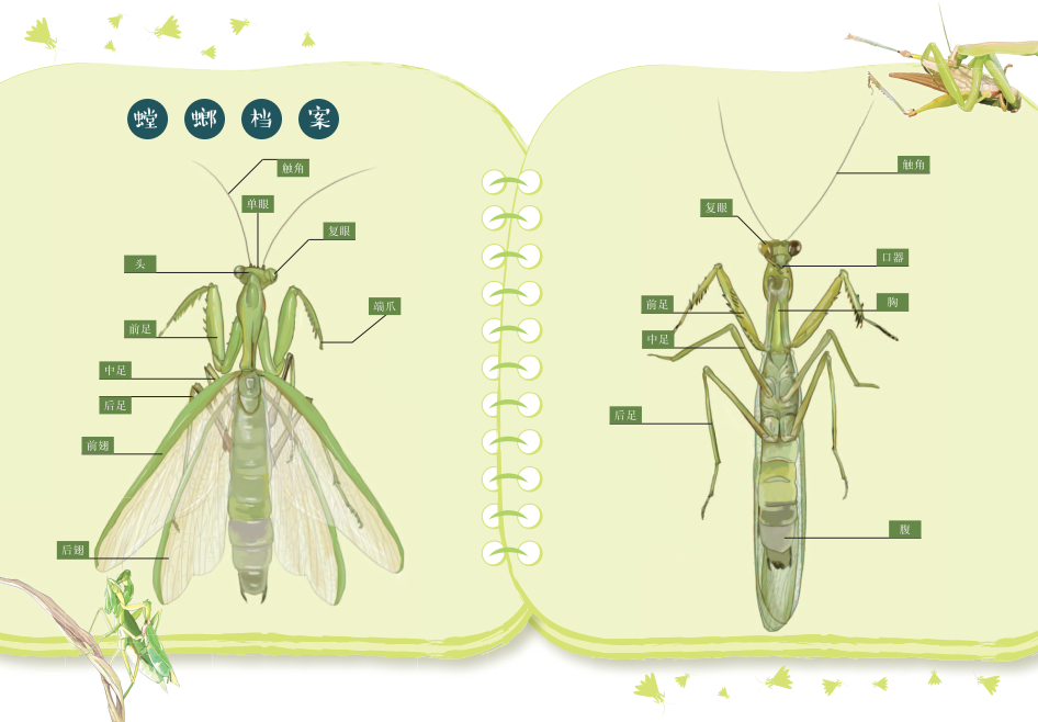 螳螂的身体构造图片