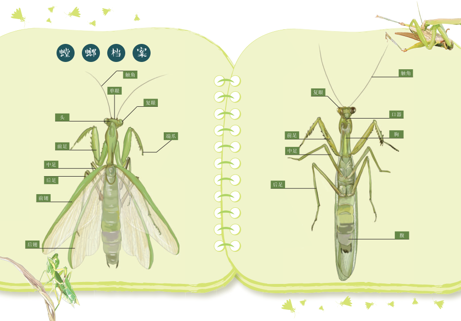 螳螂各部位名称图解图片