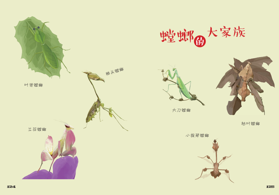 以图的形式呈现法布尔原作中以文字记录的螳螂的成长轨迹,螳螂的种类