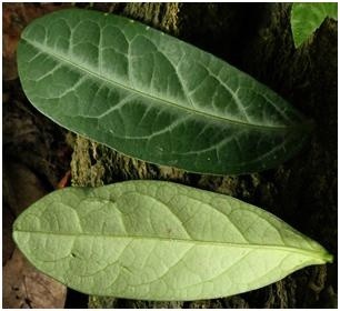 芳草百味春末夏初可煲汤具有清热解毒功效的食龙脷叶