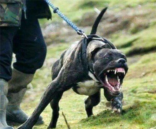 宁夏狗食人案件主人杀人让恶犬吃肉被捕前还参演过电影