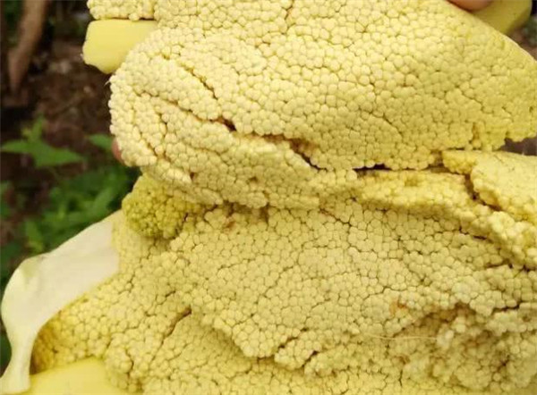 棕包米是棕树的产物,外面一层棕色的皮是"棕皮",里面包裹着金色颗粒