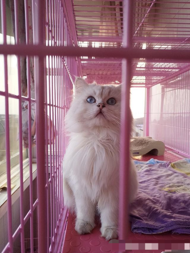 参观猫舍看到一只很可爱的金吉拉铲屎官忍不住狂拍照片