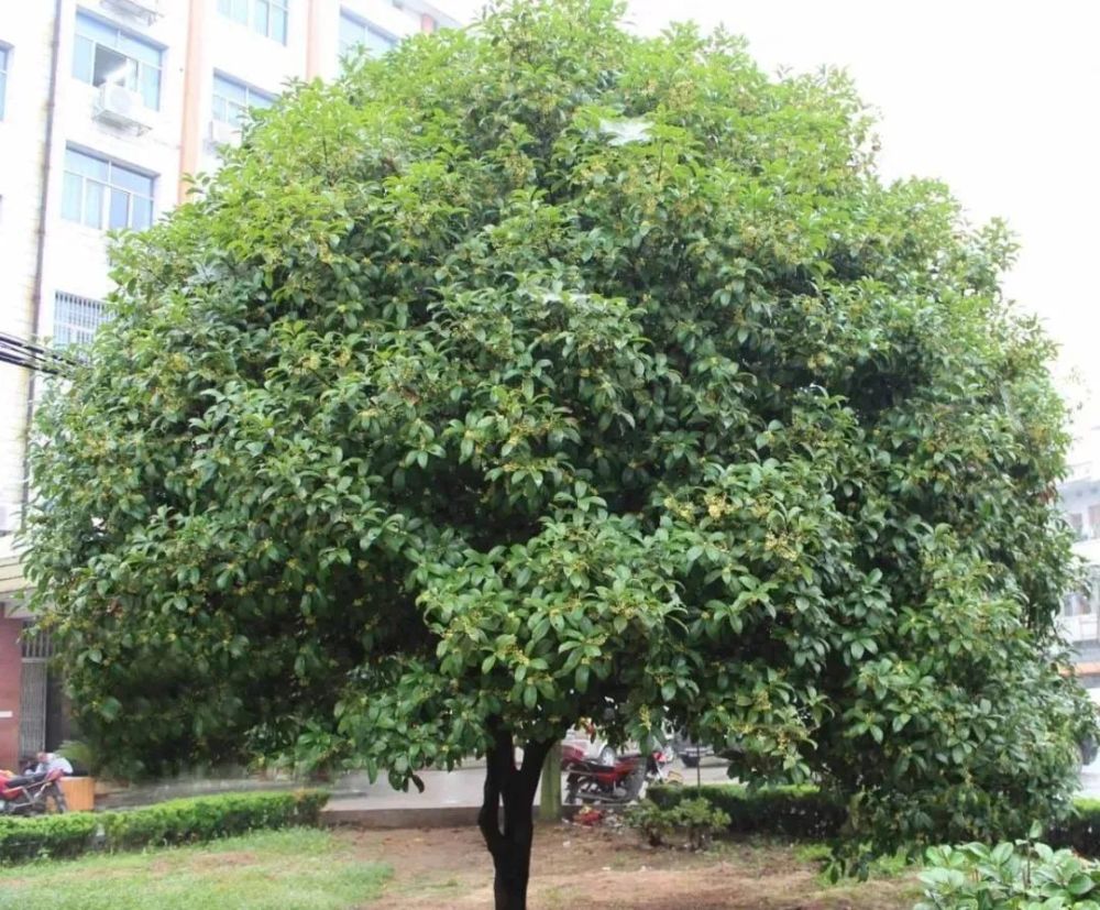 华源堂—第02讲|桂枝:通阳温经,解表发汗我们常见_腾讯新闻