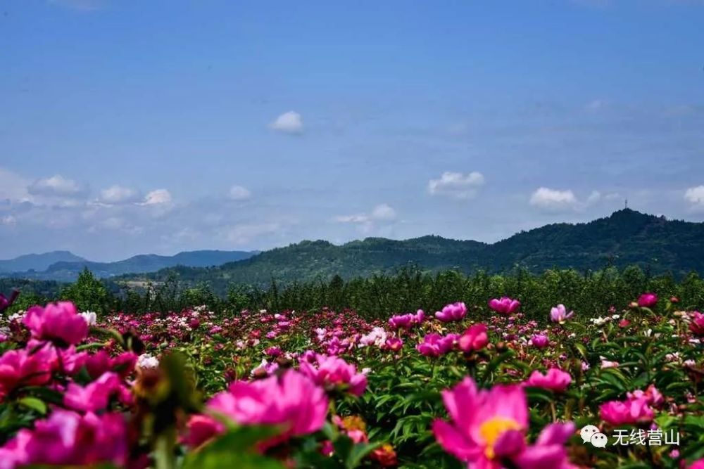 营山新增一处网红打卡地