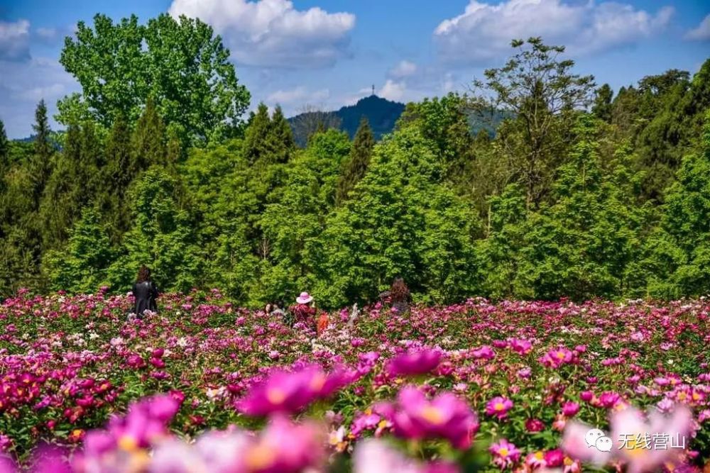 营山新增一处网红打卡地