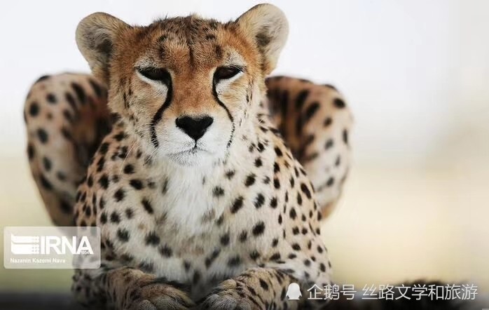 波斯狮子波斯虎波斯猎豹波斯雪豹