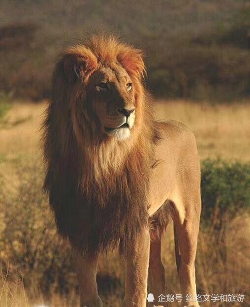 波斯狮子波斯虎波斯猎豹波斯雪豹