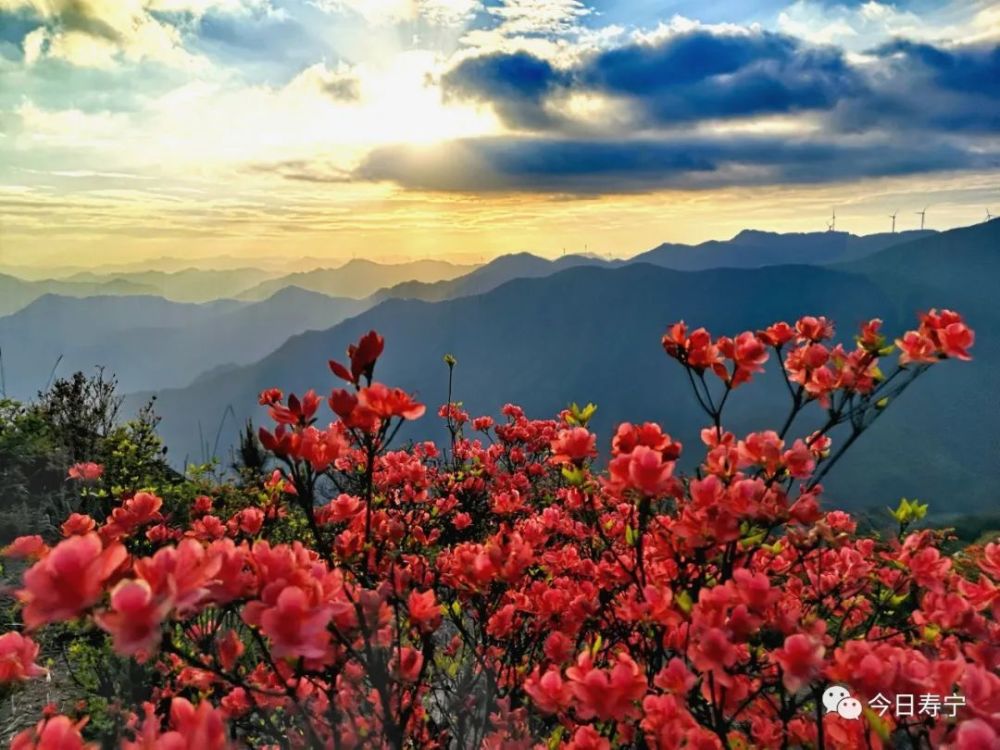 繁花盛开,五一小长假,最适合约上三五好友,一同前往仙岩共赏杜鹃花的