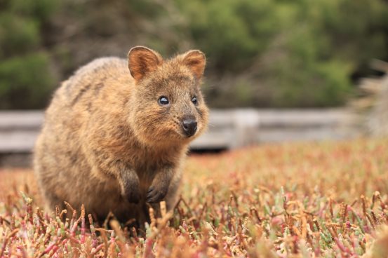 最快樂的事是和澳大利亞野生動物一起合影