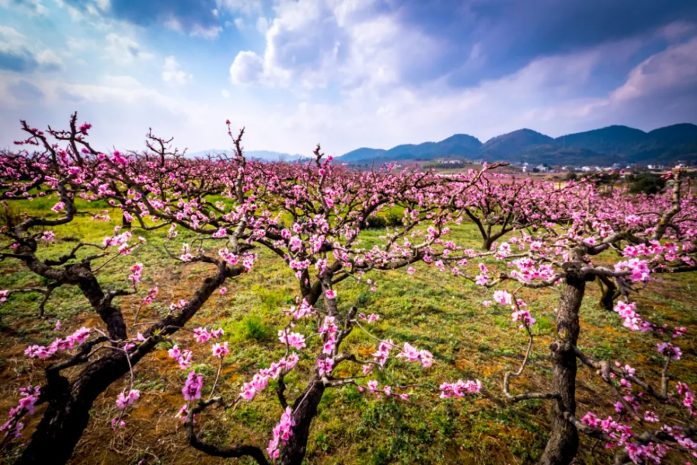 永乐乡网红乡村新媒体公益行启动