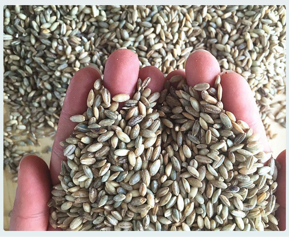 青稞国家标准出台今年10月1日正式实施