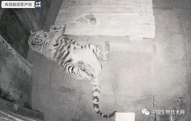 东北虎 完达山1号 还能归山么 它来这儿干嘛 相关负责人解答 腾讯新闻