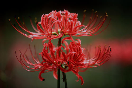 各种花的花语和寓意及图片(各种花的花语和寓意及图片大全)