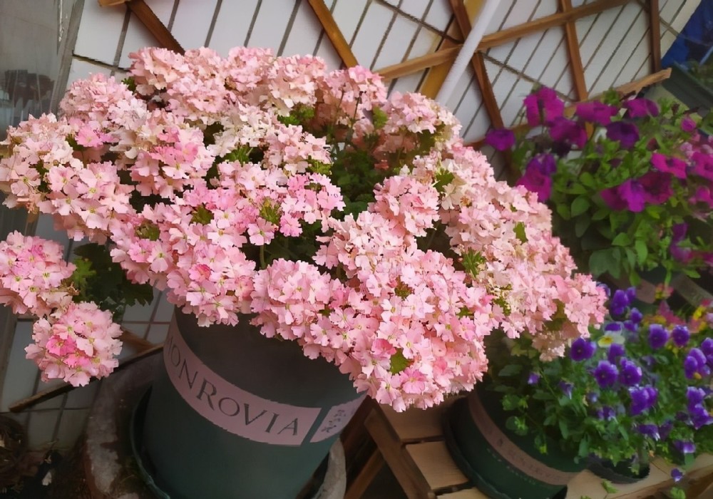 皮实好养如美女樱作为草花皇后盆栽侧重3点天天开花